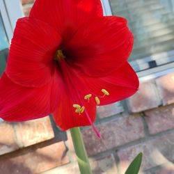 Amaryllis Plant 