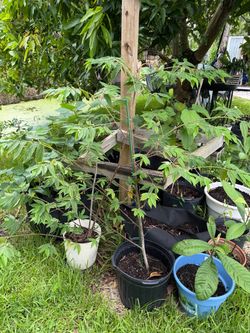 Jamaican strawberry tree (cotton candy berry)