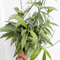 Hoya Publicalyx Splash Plant 6" Pot - Indoor House Plants