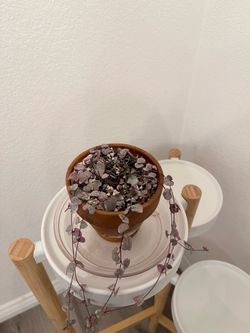 4” Ceropegia Woodii Variegata / String of Hearts Variegated