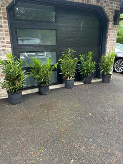 Skip laurel bushes —