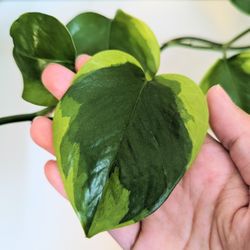 Thai Poonsin Pothos Cutting