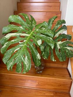 Large Monstera Thai constellation plant CUTTING- rooted
