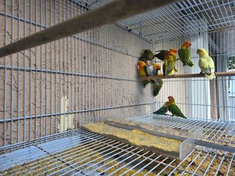 Cage