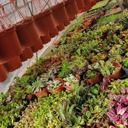  Beautiful   Succulents  Starting $1.  ea.  and up