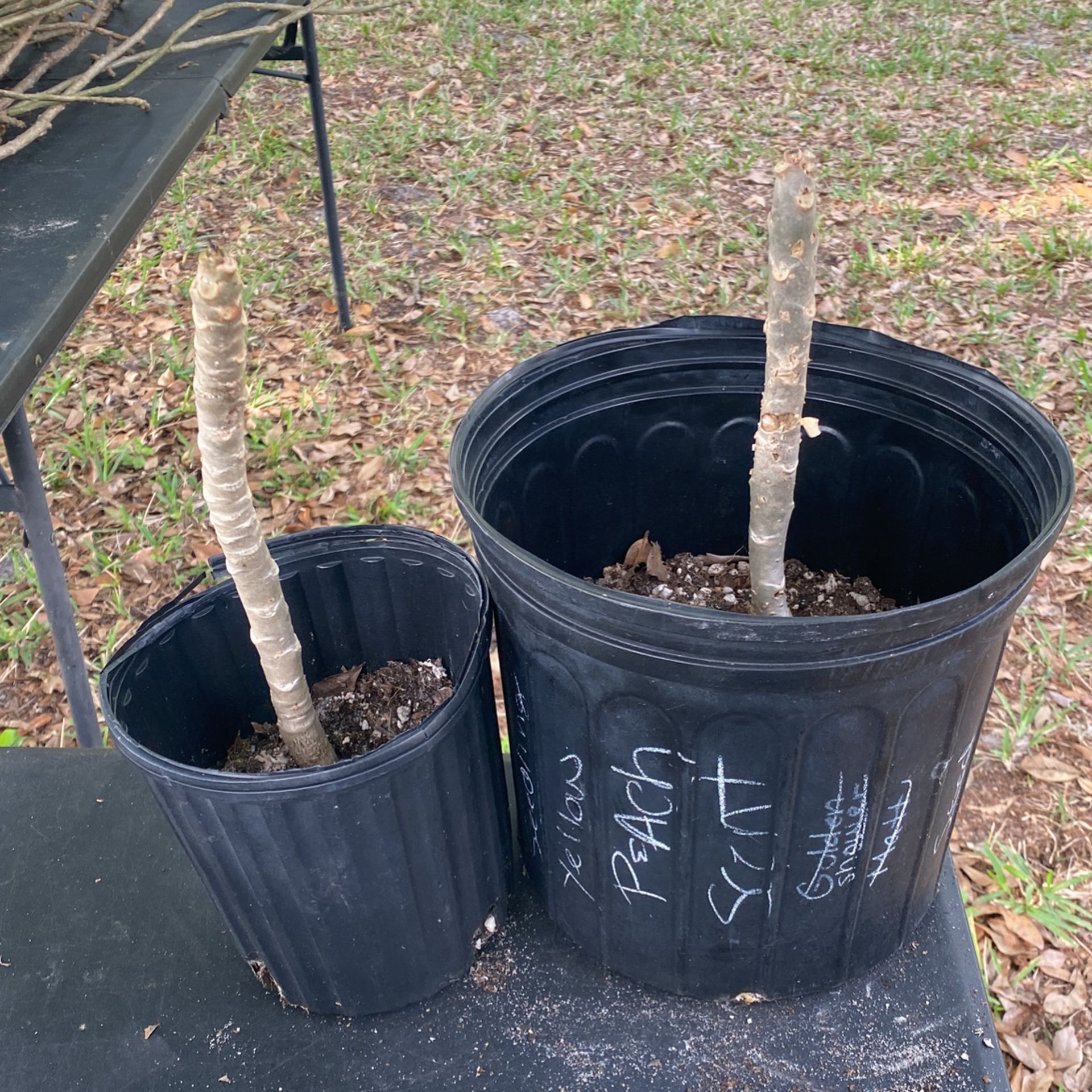 Surprise plumeria Seedlings over 2 yrs old 
