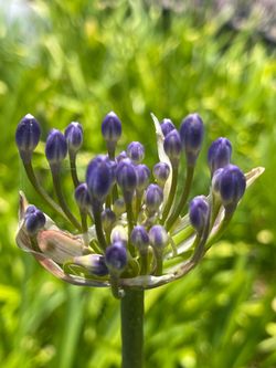 Agapanthas