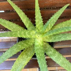 Big Aloe Vera 🪴in one gallon plastic pot. 