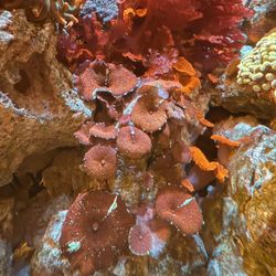 Red Discoma Mushroom