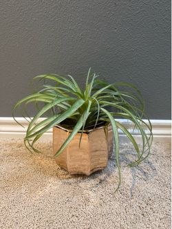 Decorative Faux Plant in Gold Planter