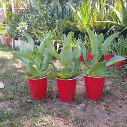 Succulent/Mother Of Thousand