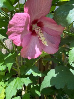 Hibiscus