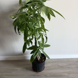 Large Healthy Money Tree Plant – Brings Good Vibes & Style! 