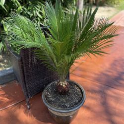 Healthy Sago Palm With Pot And Plate