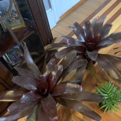 Bromeliad Plants!! ONLY $20 Each!!