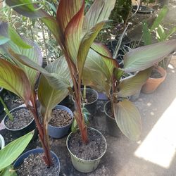 HERMOSAS PLANTAS NATURALES “RED CANNA PLANT “
