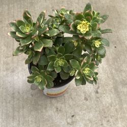 Succulents 