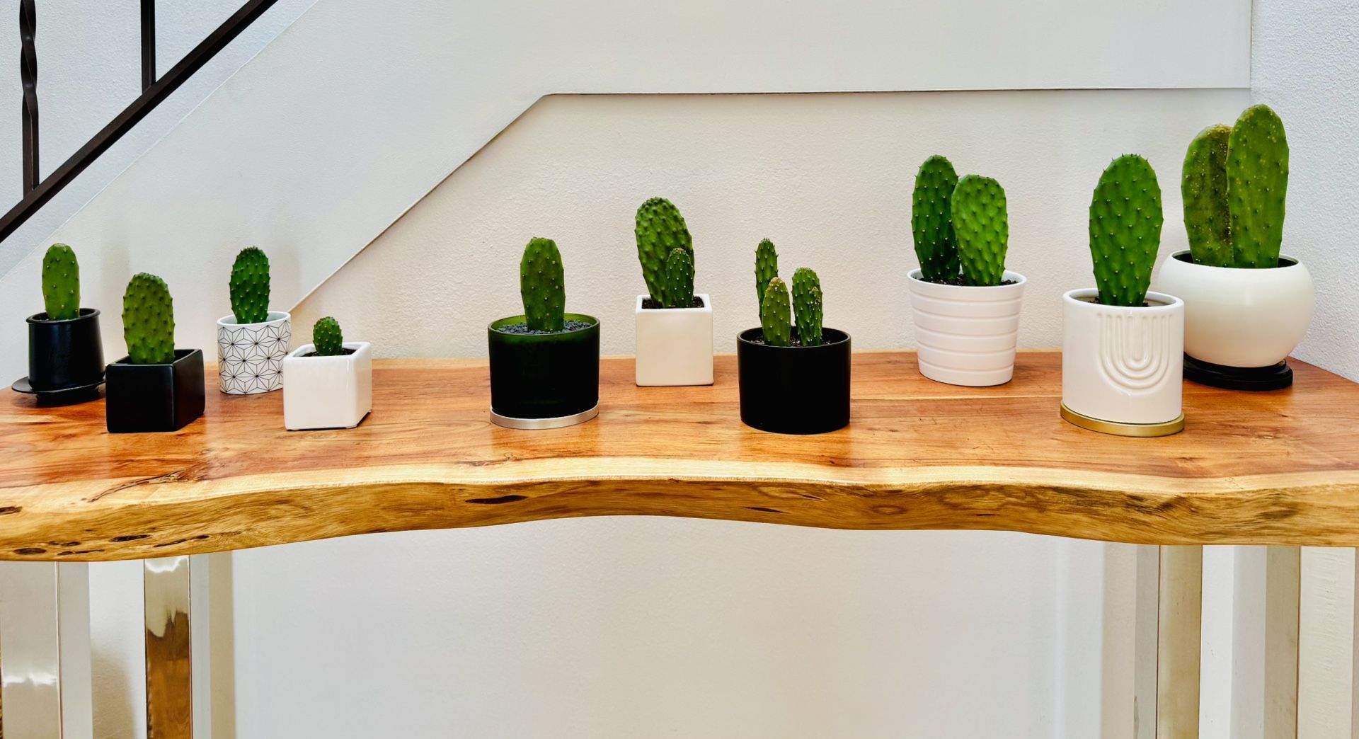 Lovely Potted Cacti - Various Sizes