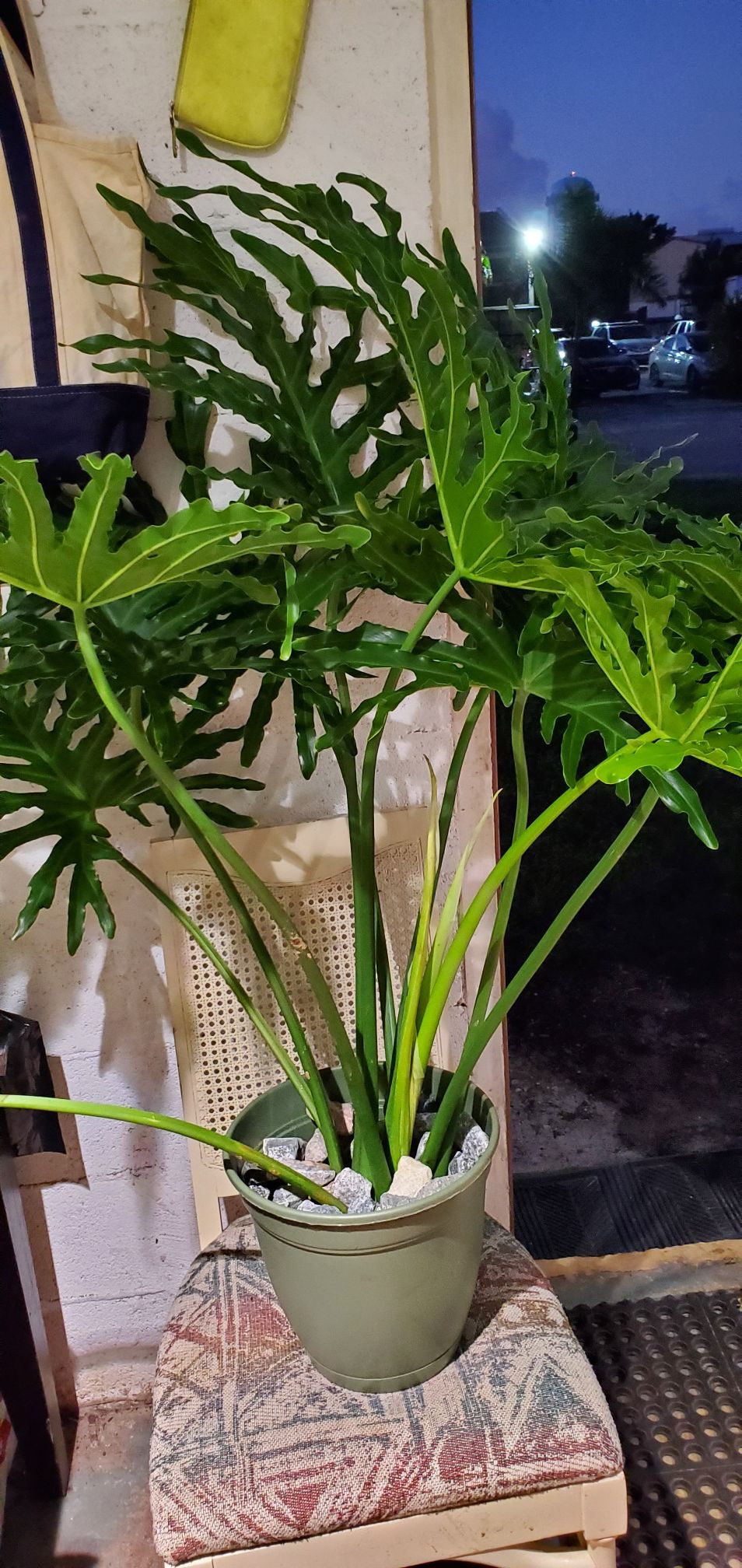 Philodendron plant. Beautiful. Huge. Best offer