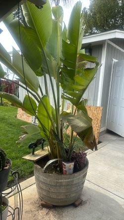 White Paraíso,  Ver