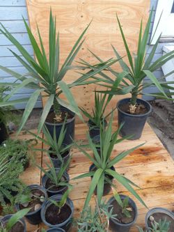 Windmill Palms, Date Palms , Queen Palms