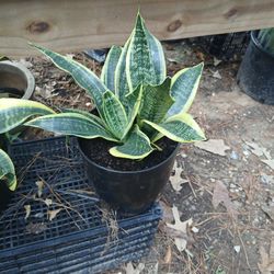 Snake Plant