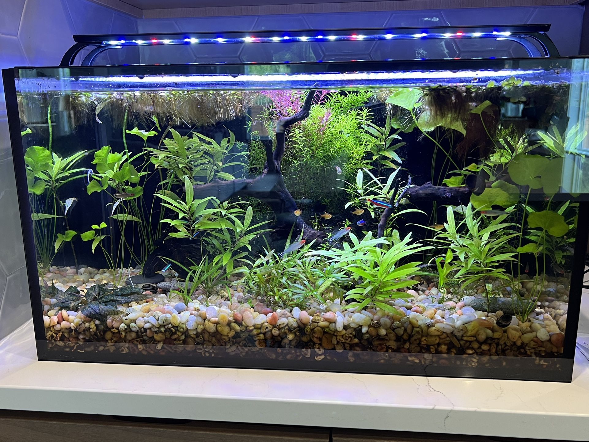 20 Gallon Low Iron Glass Nuvo Fusion Aquarium