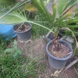 2 Mexican Palm Trees. Will Grow Faster When Tranfer To Grown
