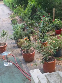 Moving sale roses and enters for sale