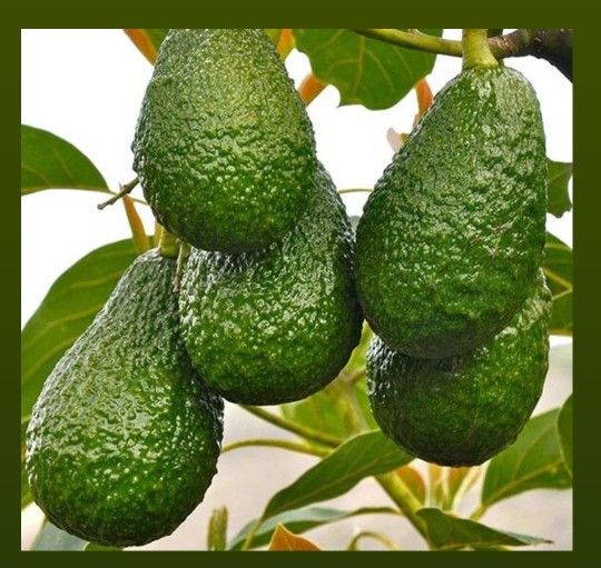 HASS AVOCADOS π₯ PLANTS πͺ΄