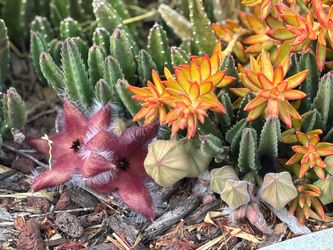 Burgundy Stapelia or Carrion flower