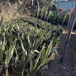 Plants For You Garden 