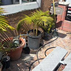 Palm Tree