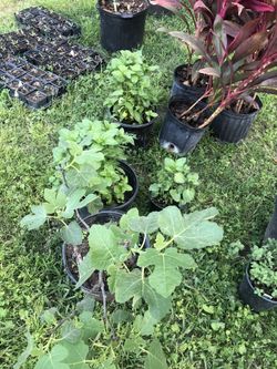 Higos Yerbabuenas Y  Epazote 