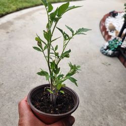 plantas de tomate 🍅 roma 