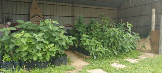 Plants - Great Variety for Beautiful Landscapes