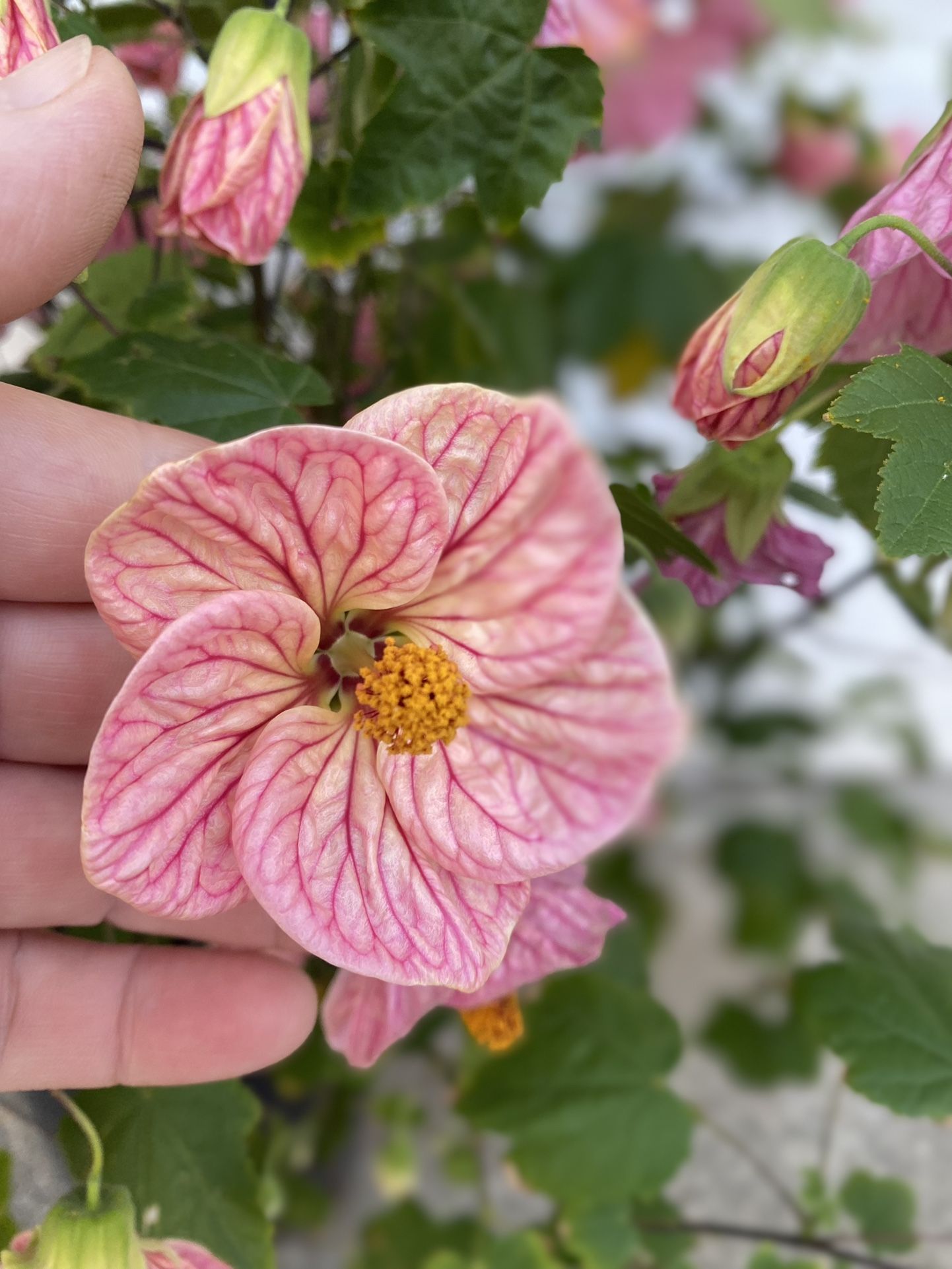 Chinese Lantern Blooming Outdoor Plant, This Plant Blooms All Year Round Is In 5 Gallóns Pot Pick Up Only