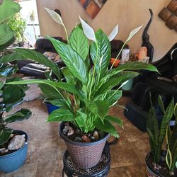 Live Peace Lilly Plant  In copper Pot With River Rocks