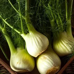 10 Florence Fennel Seed Bombs —  Bulbing Fennel | Edible Herb | Licorice Flavor | Pollinator