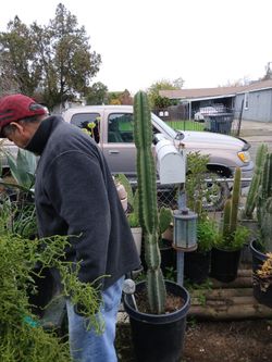 Cactus Pitayo4ft