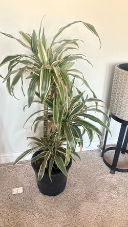 Big healthy dracaena plant