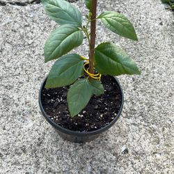 Granny Smith Apple Tree