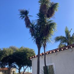 Free Trees