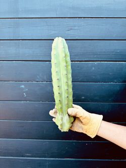 Mexican fence Post (PERUVIAN APPLE CACTUS)