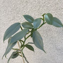 Beautiful Philodendron Silver Sword Plant 