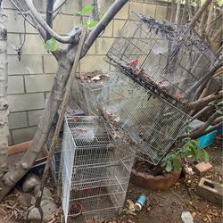 Bird cages