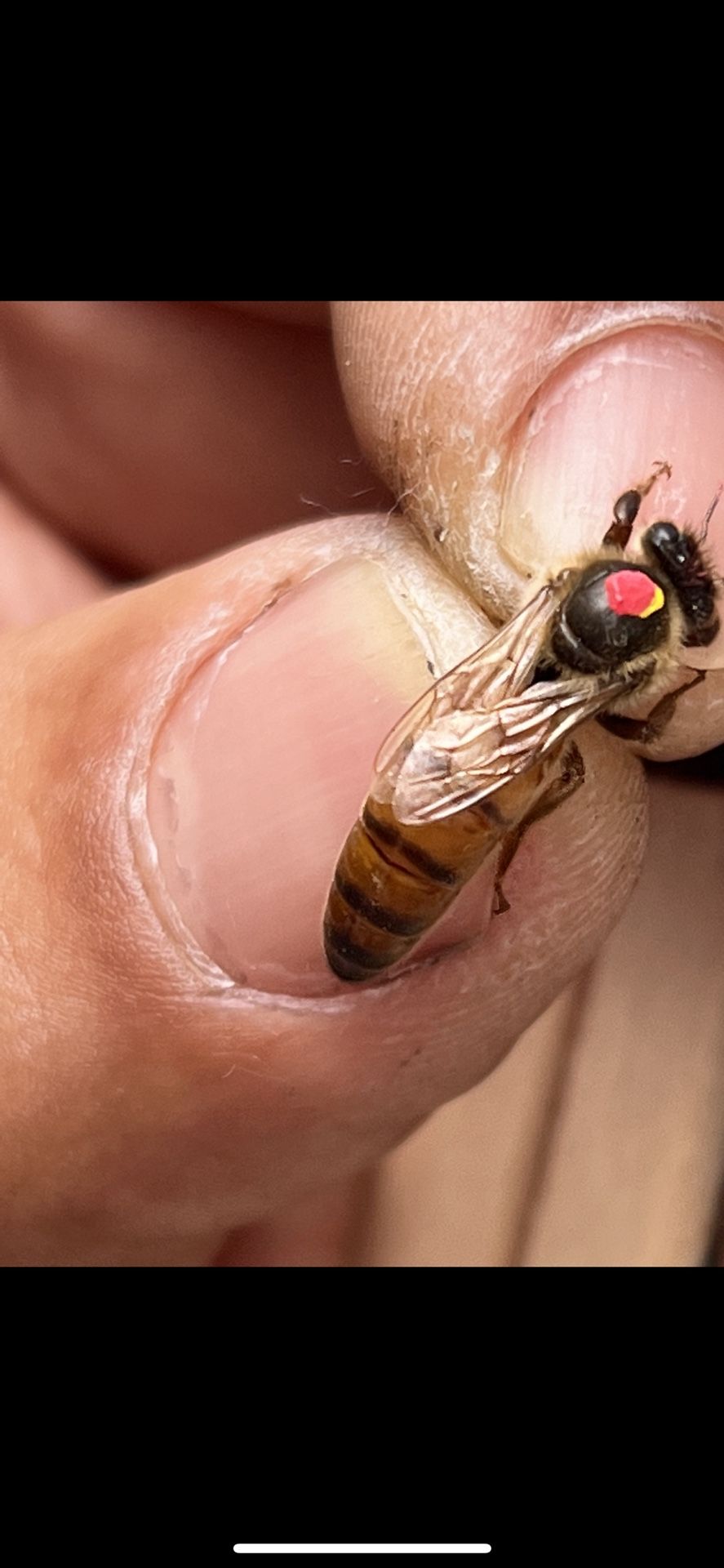 Mated Queen Bees Available