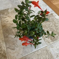 Indoor Goldfish Plant 