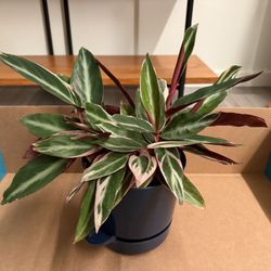 6" Stromanthe triostar, self watering pot included