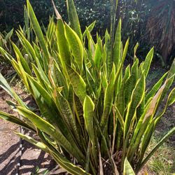 Snake Plant, Mother In Law Tongue Up To 4.5 Feet Tall Great For Landscaping Or Pot For House Plants